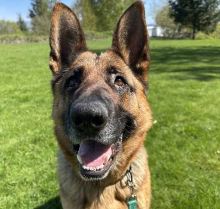 Photo of Heidi (mcas)