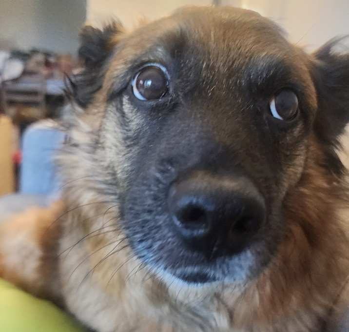 Photo of Ryder