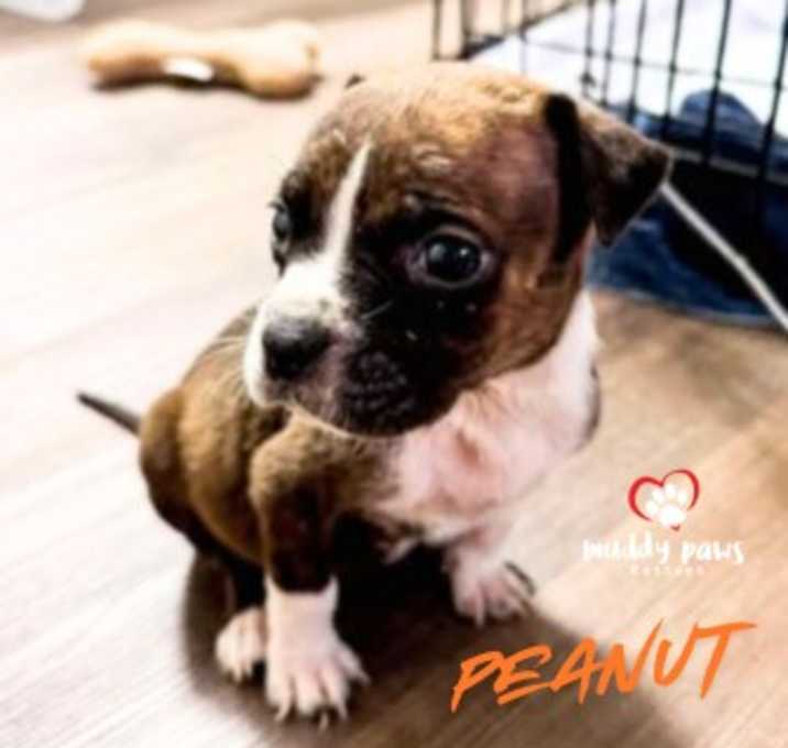 Photo of April Showers Litter:  Peanut