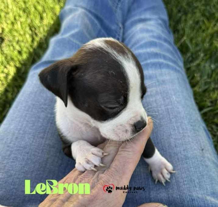 Photo of April Showers Litter:  LeBron