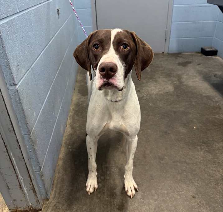 Photo of Buck