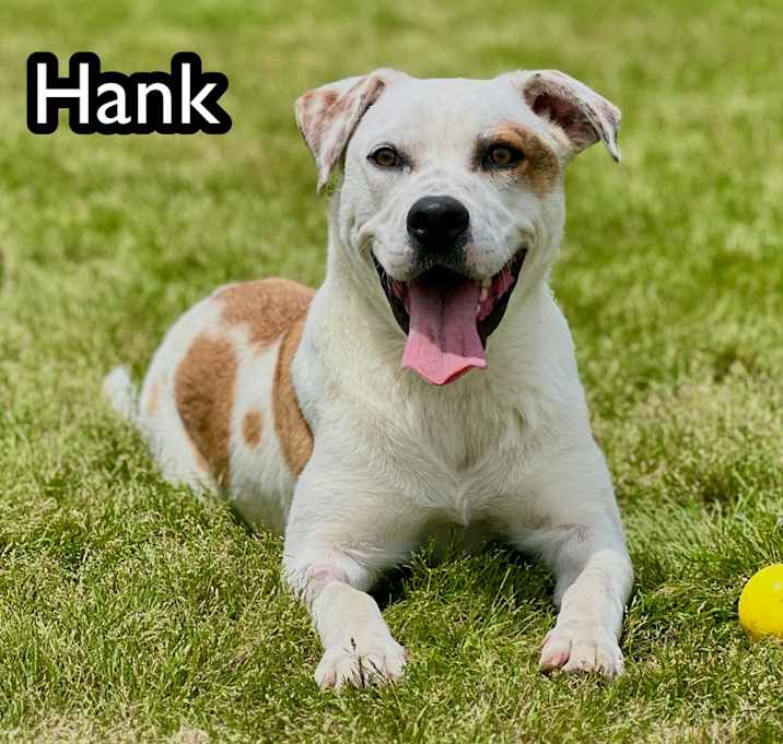 Photo of Hank