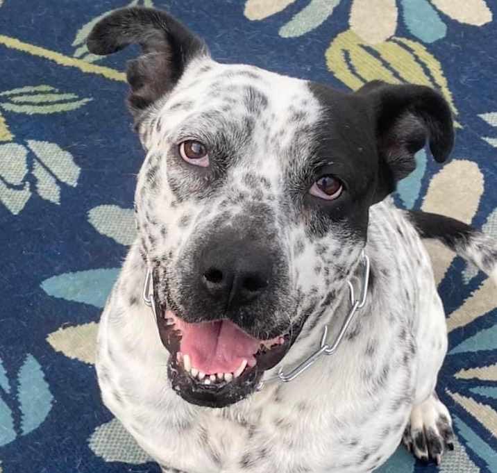 Photo of Pepper Anne