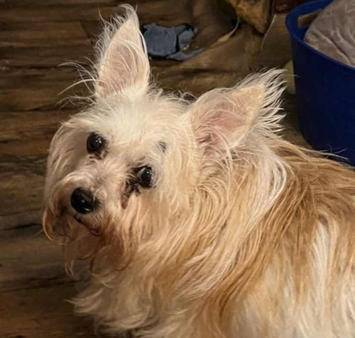 Photo of Biscuit *