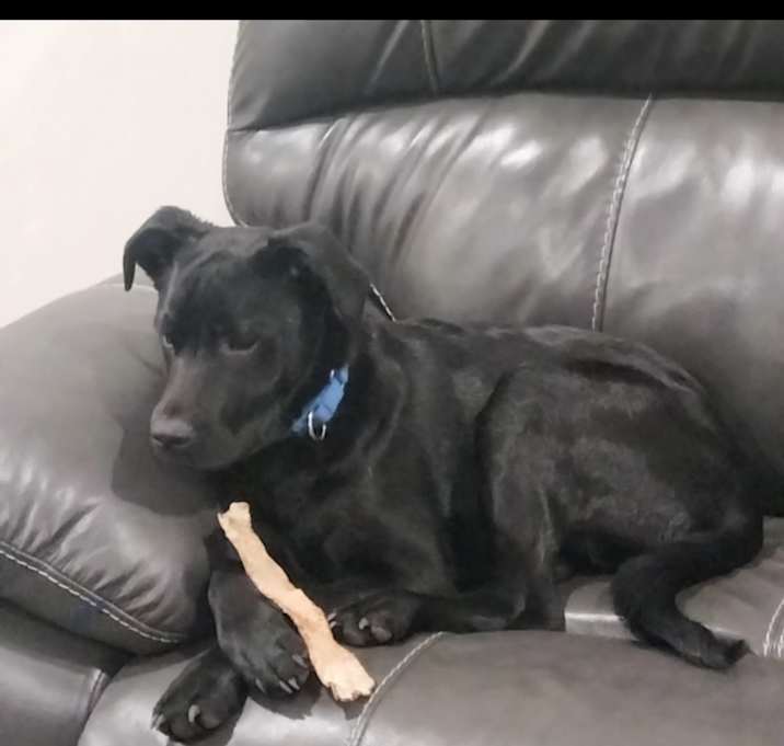 Photo of Moose