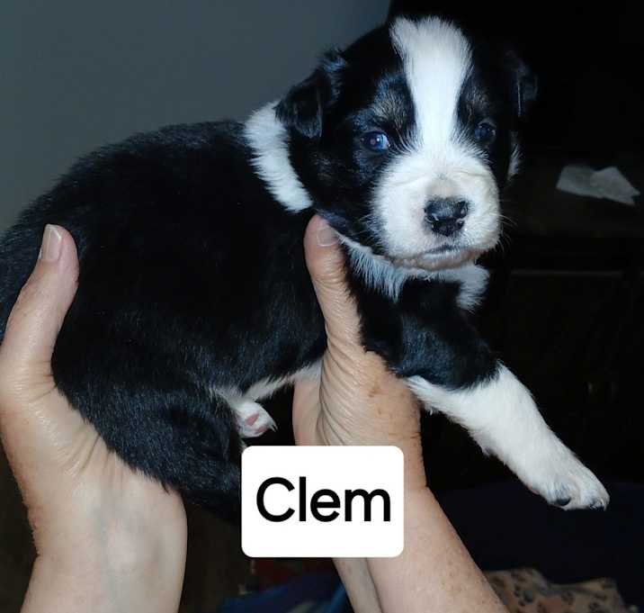 Photo of Daisy Garden : Clem
