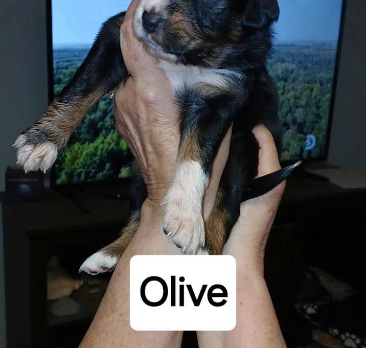 Photo of Daisy Garden : Olive