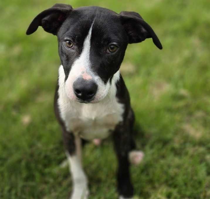 Photo of Vevay Paws : Vinnie