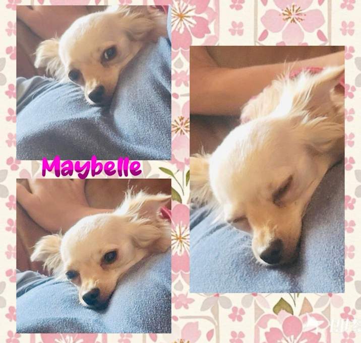 Photo of Maybelle