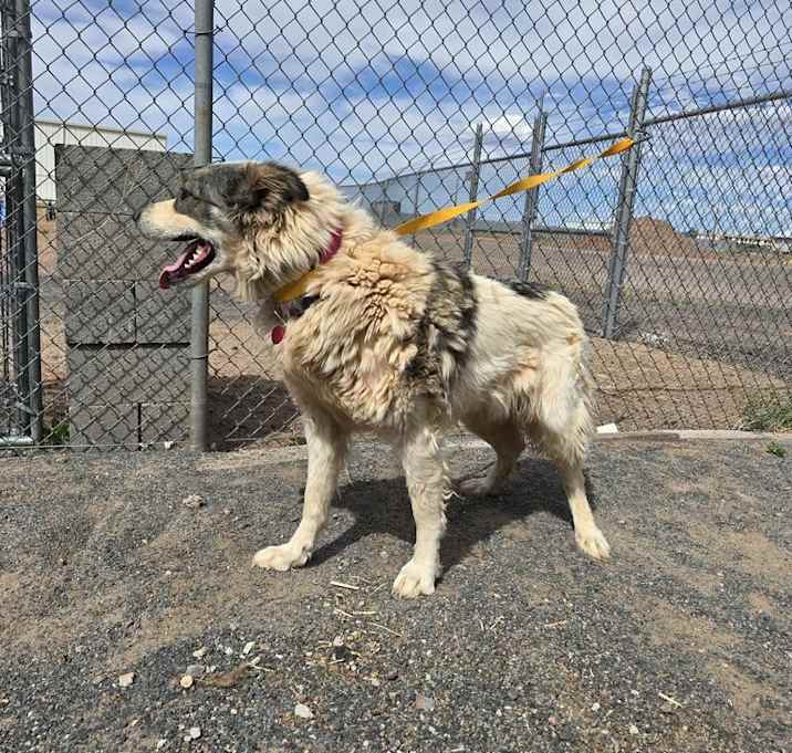 Photo of Dot