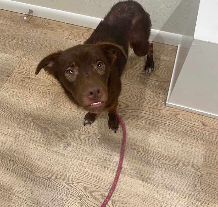 Photo of Brownie