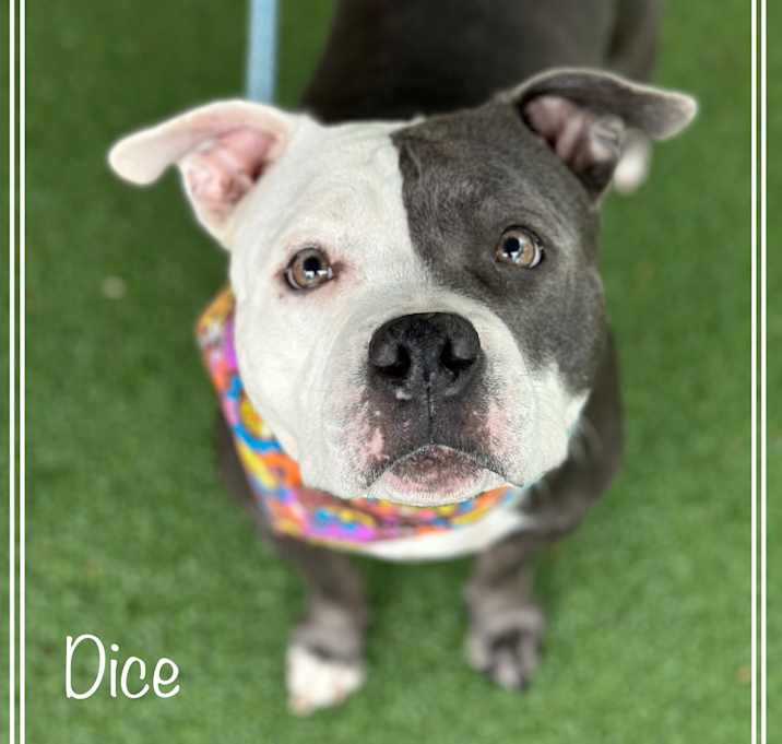 Photo of DICE