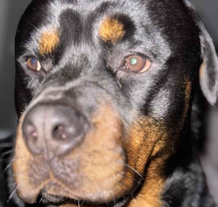 Photo of Astro