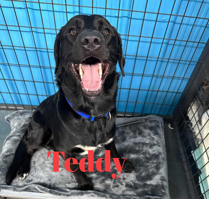Photo of TEDDY