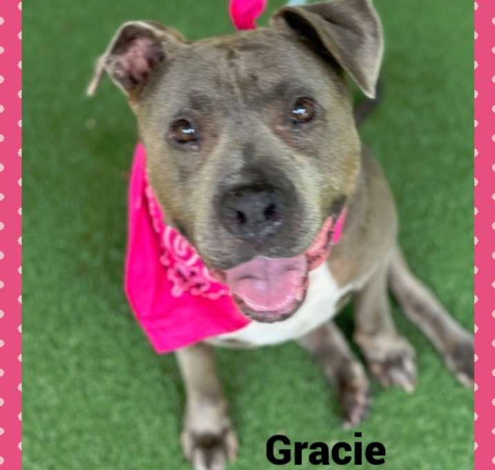 Photo of GRACIE