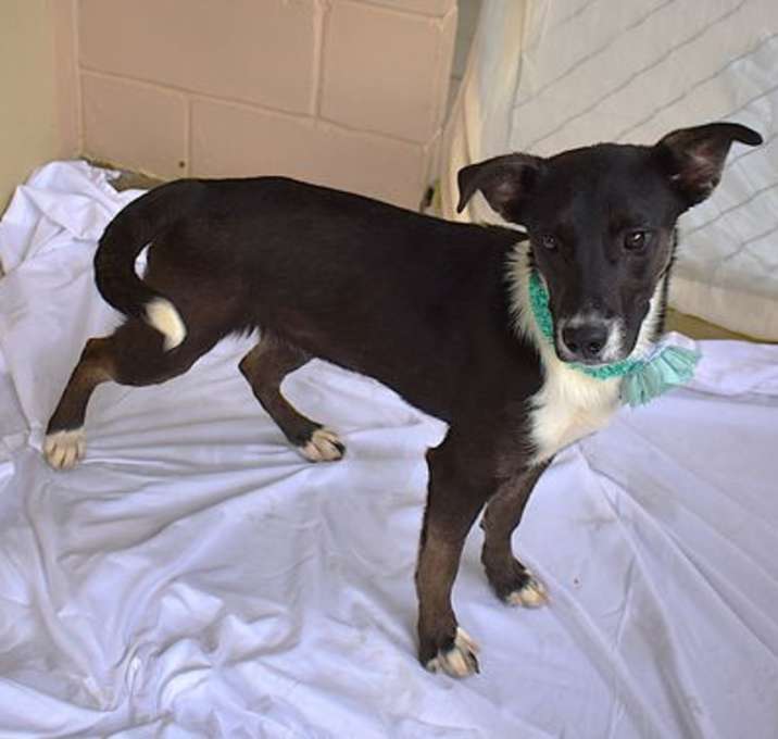Photo of Maple