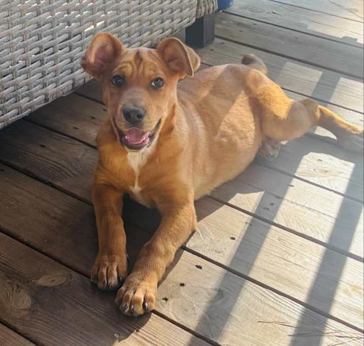Photo of Penny