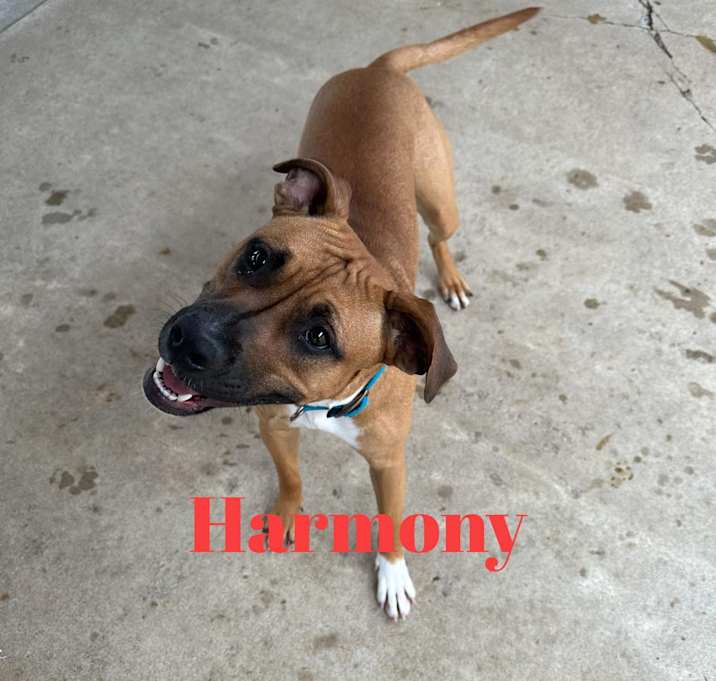 Photo of HARMONY