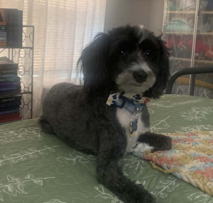 Photo of Archie