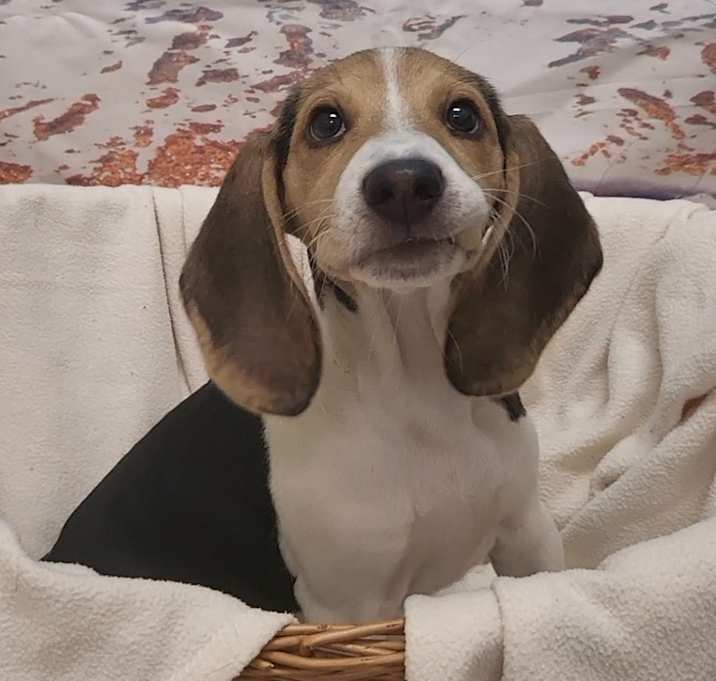 Photo of Chi Chi