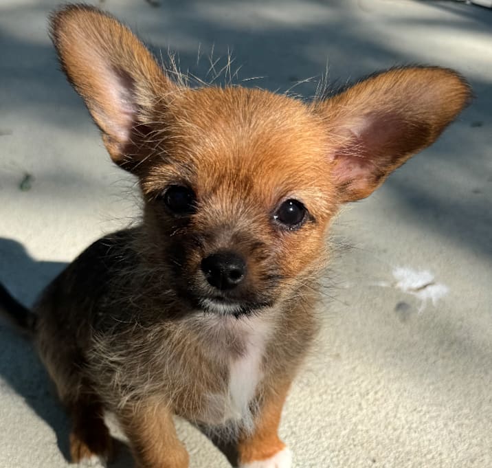Photo of Dottie
