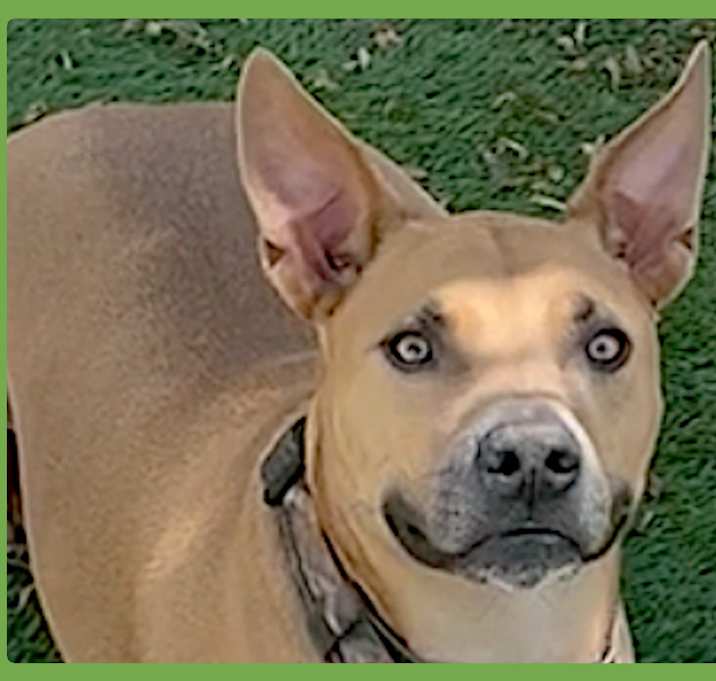 Photo of Buddy