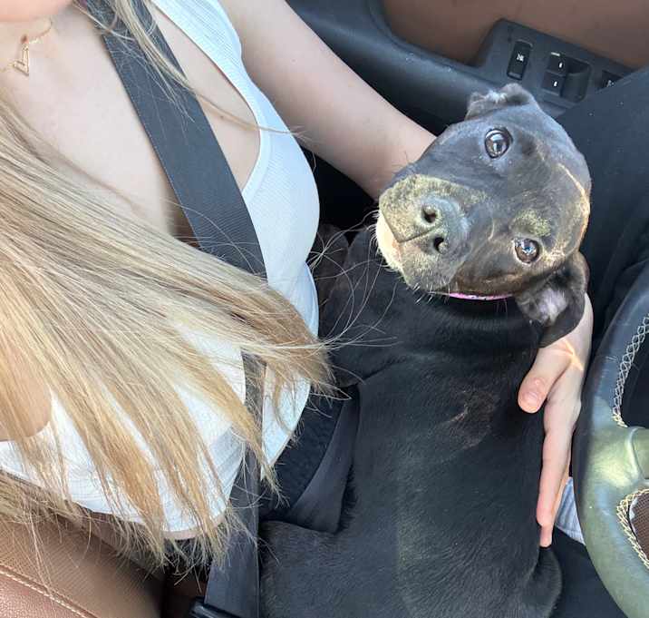 Photo of Olive