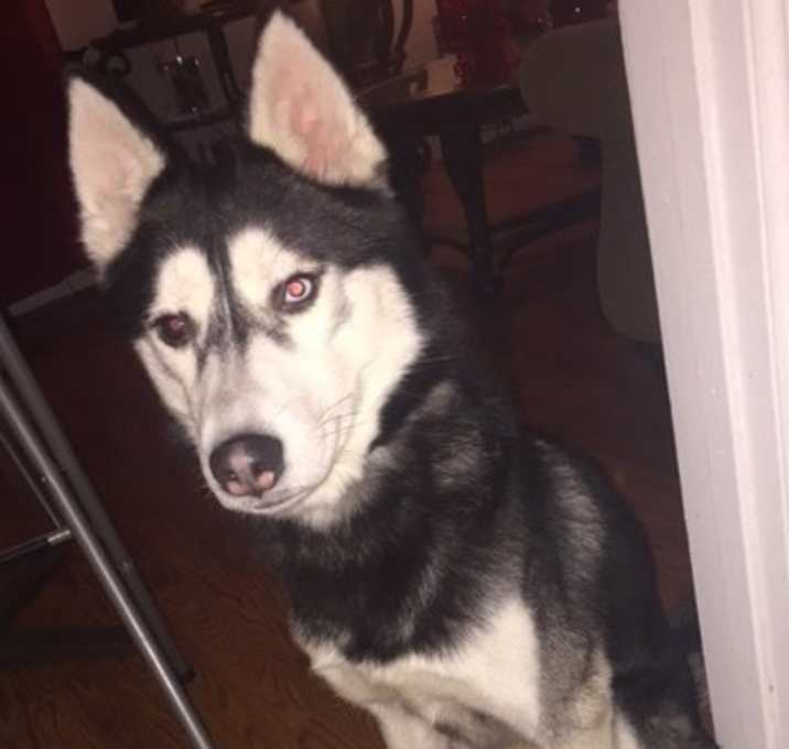 Photo of Odin