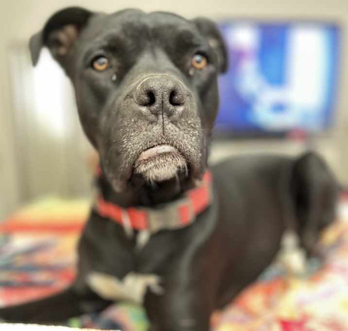 Photo of Duke