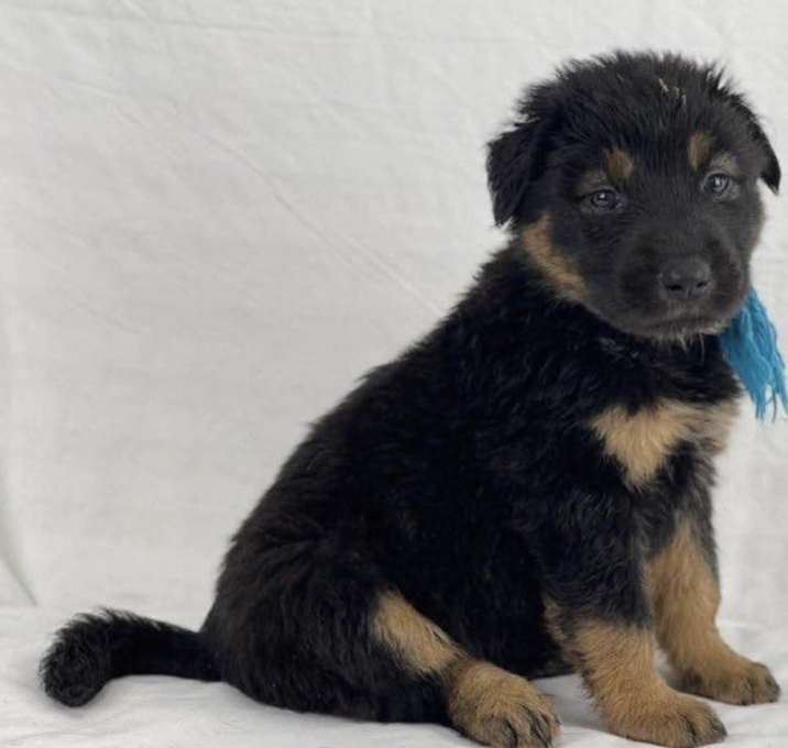 Photo of Barker the German Shepherd Mix