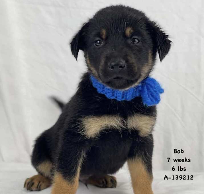 Photo of Bob the German Shepherd mix