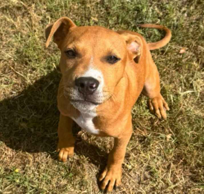 Photo of Tucker