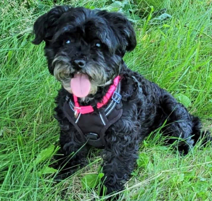 Photo of Cookie D16836