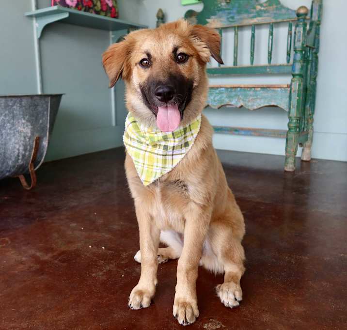 Photo of Hazelnut