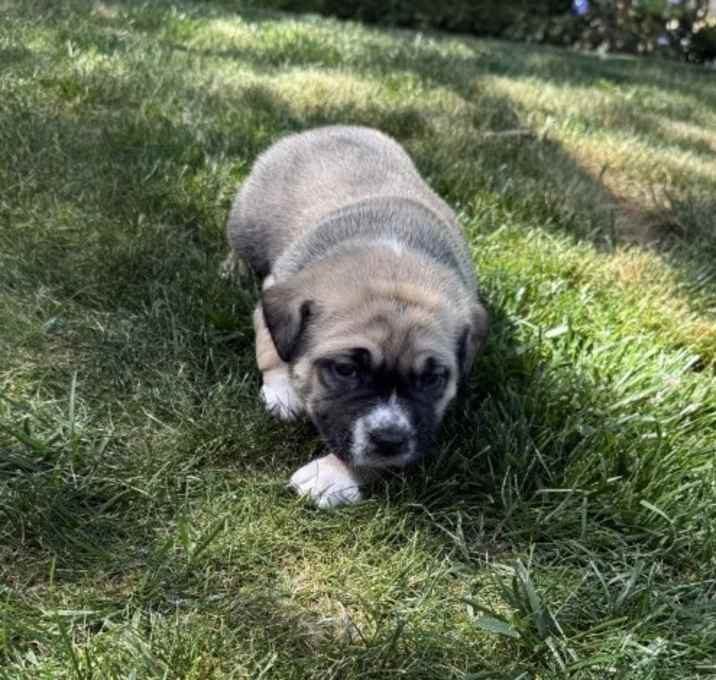 Photo of PICKLES