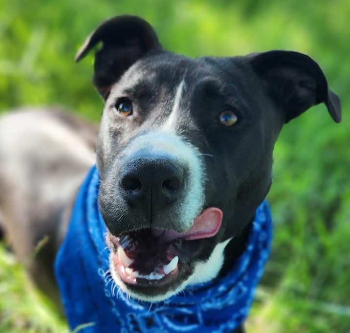 Photo of Rebel