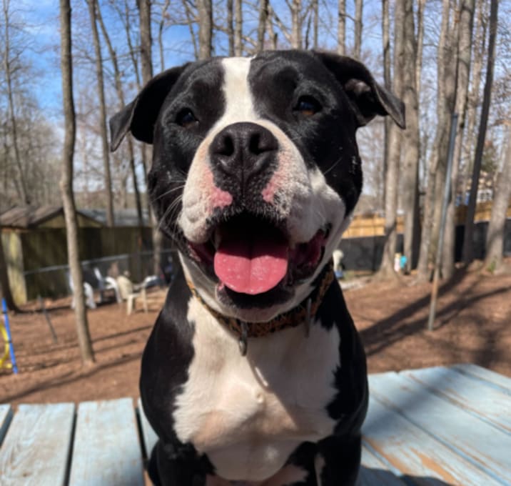 Photo of Domino