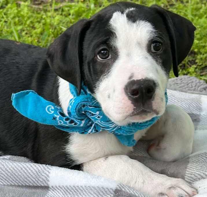 Photo of Benny the Lab mix puppy