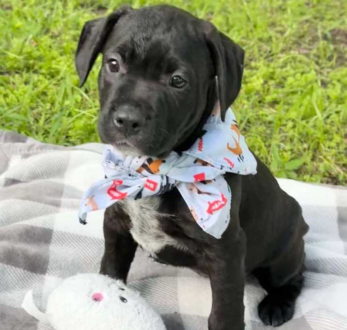 Photo of Timmy the mixed breed puppy