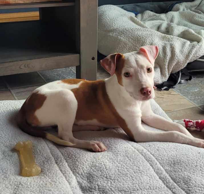 Photo of Hank the medium size mixed bre