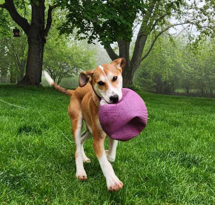 Photo of Wayne the mixed breed