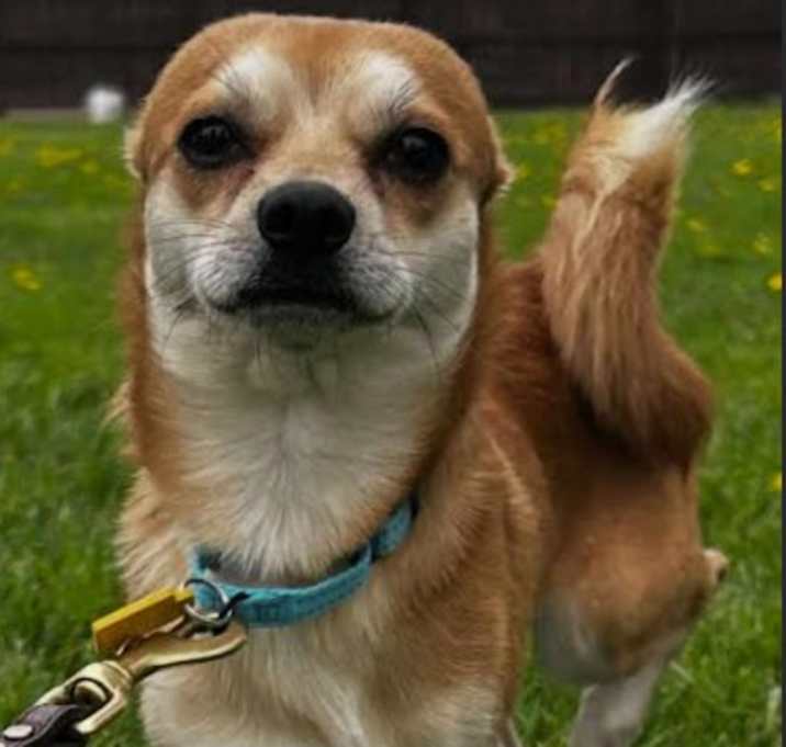 Photo of Nacho