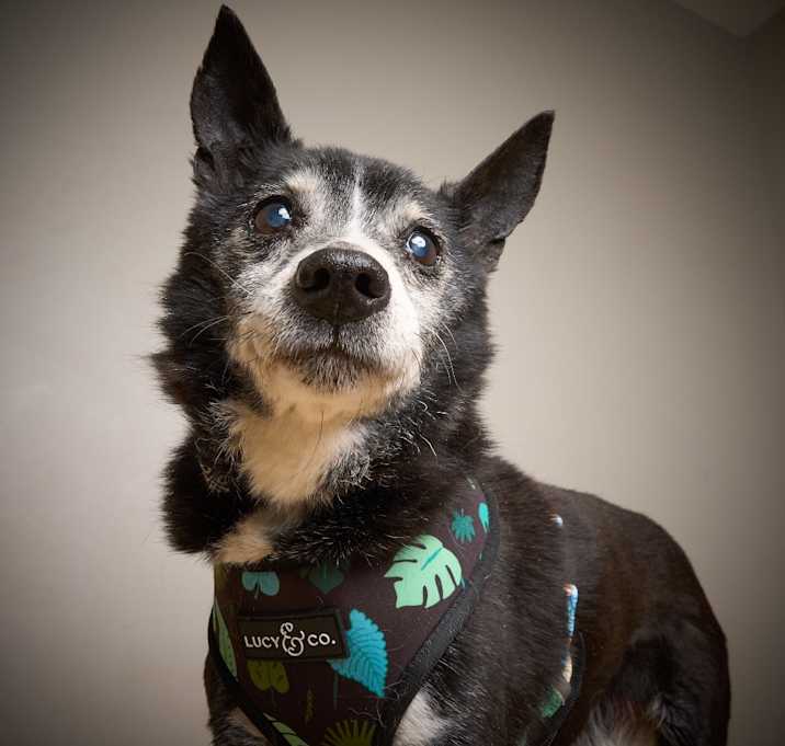 Photo of Morty D64681