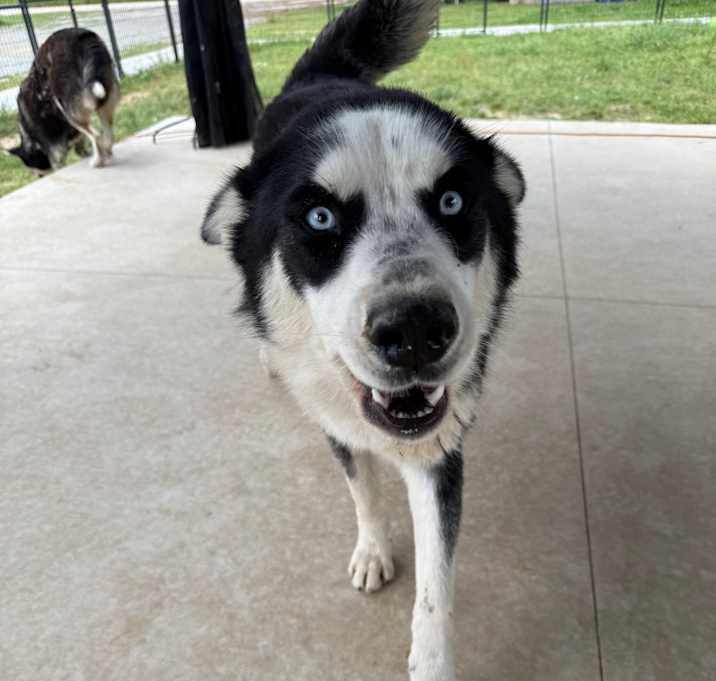 Photo of Flake