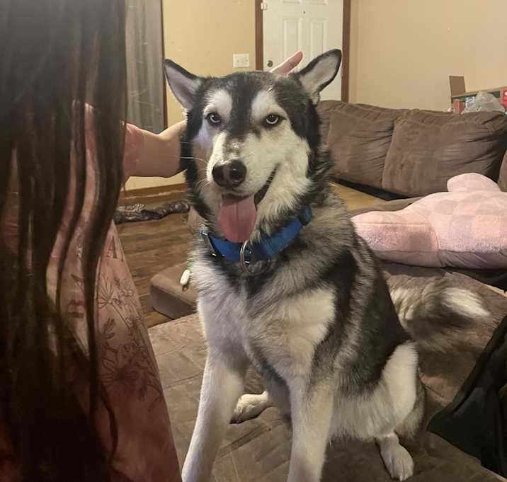 Photo of Loki