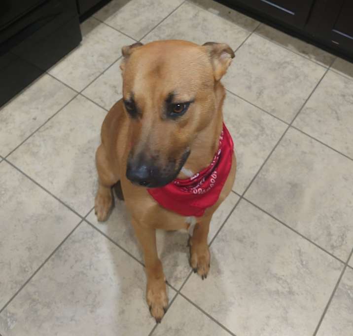 Photo of Scooby