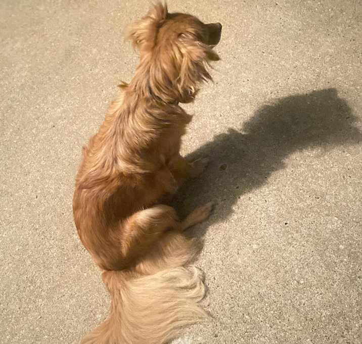 Photo of Jackie (Kapree)
