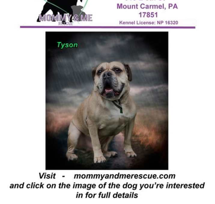 Photo of Tyson