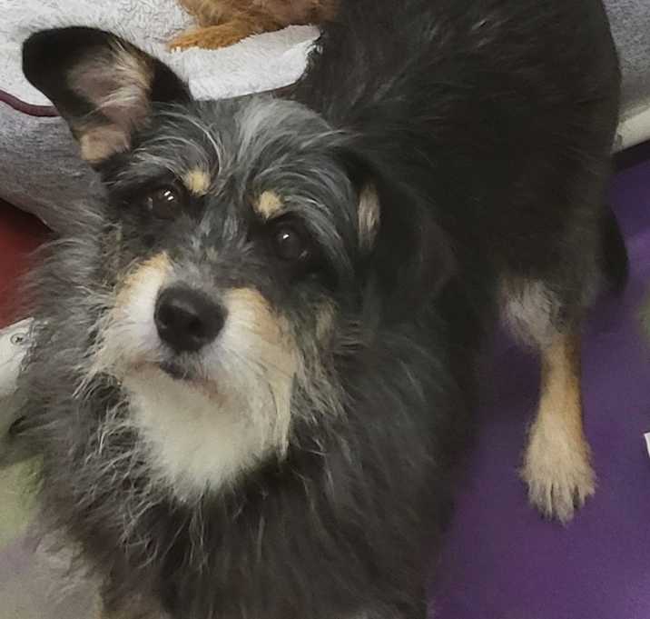 Photo of Zelda