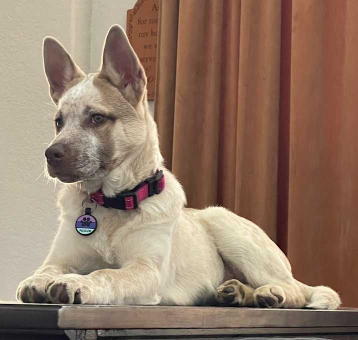 Photo of Possum